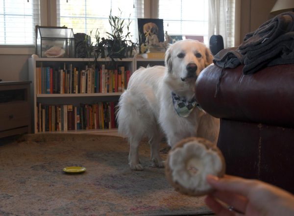 Barking for biscuits: In honor of national dog biscuit day today, Crier staffers’ dogs review dog treats