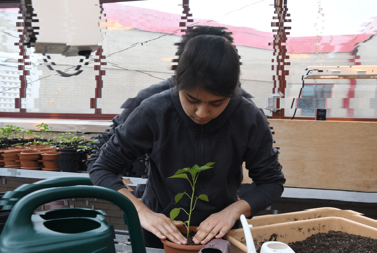 In the greenhouse during botany class, Anagha Narayan, junior, tends to her plant. “We’re always learning about ourselves, but we don’t have as great of an understanding about plants, so I like plants for that reason,” Anagha said.